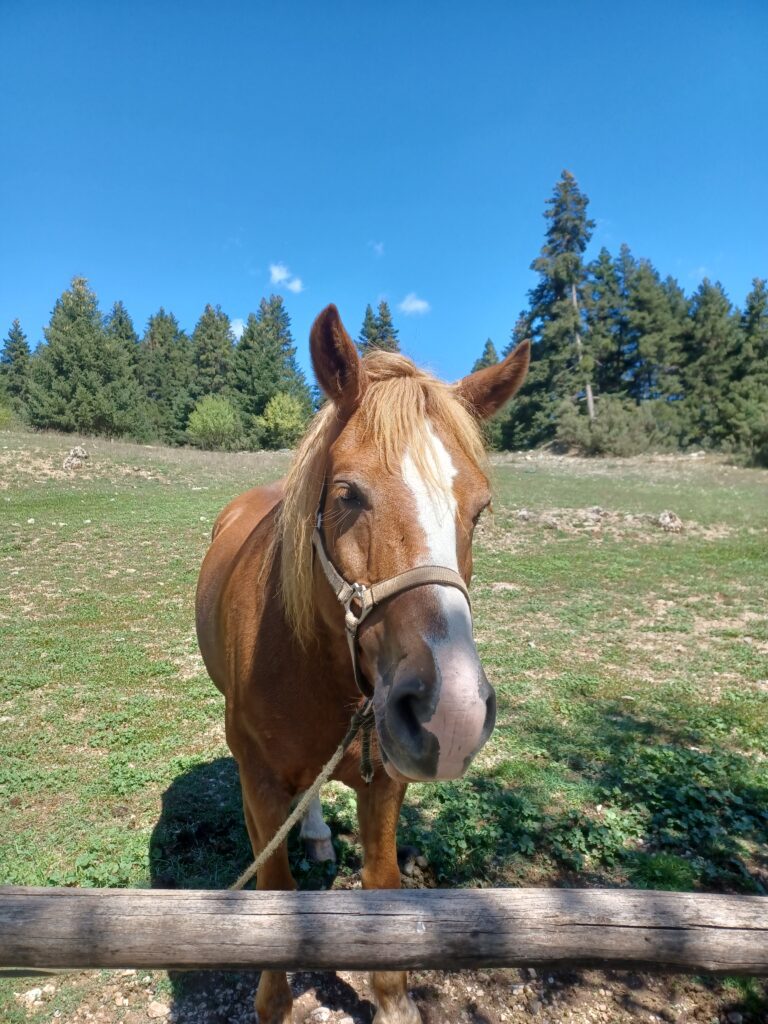 Horse riding